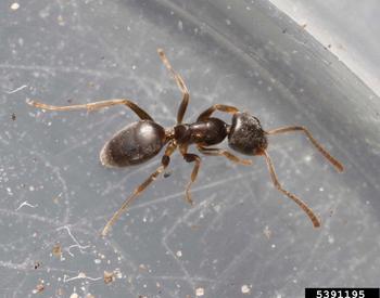 A close-up photo of an odorous house ant.