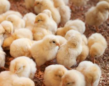 Chicks in a chicken coop.