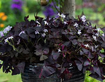 A false shamrock plant in a pot, featuring small white blooms and purple foliage,