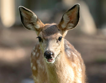 A fawn photographed in Sunriver, Oregon.