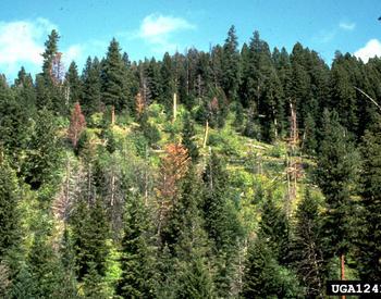 This image shows a coniferous forest with yellow and brown declining trees indicating a root rot pocket