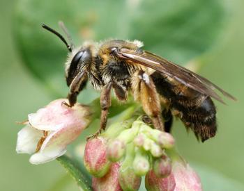 Large bee on small white and pink flowers of snowberry