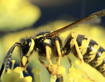 Yellowjackets can be distinguished from honey bees by their defined yellow or white markings and lack of dense body hairs.