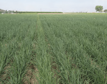 Furrow-irrigated onion grown at Ontario, Oregon, receives about twice as much water as the crop actually uses.