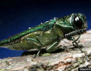 An emerald ash borer beetle on tree bark.