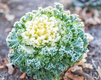 A head of kale with winter frost on top.