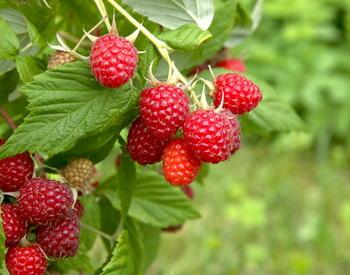 A raspberry plant with ripe red fruit.