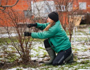 A gardener pruning a fruit tree on a snowy day.