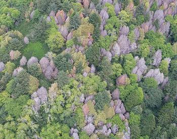 aerial view of forest with healthy green trees and dead, brown trees