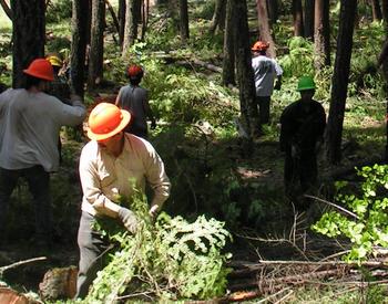 Forest workers in hard hats moving brush