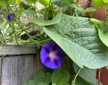 purple flower annual morning glory and leaves