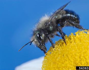 A mason bee on a yellow and white flower with a blue sky in the background.