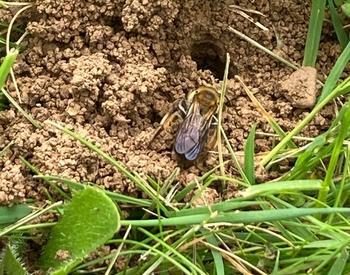 An image of a bee next to a hole burrowed into the soil and blades of grass.