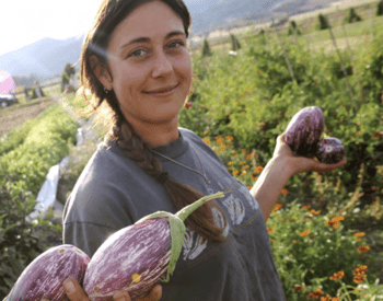 Shaina Bronstein harvests eggplant at the OSU Southern Oregon Research and Extension Center (SOREC) teaching farm in Central Point.