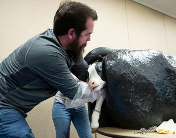 A man is pulling an artificial black-and-white calf out of a black model cow that simulates brth.