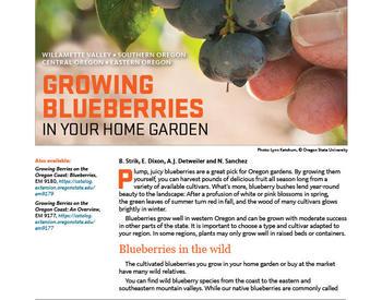 growing blueberries in your home garden, most of Oregon