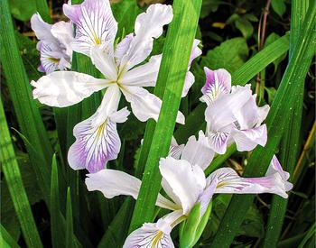 white and light purple iris flowers with spiky green foliage