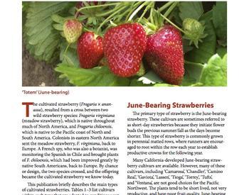 Image of Strawberry Cultivars for Western Oregon and Washington publication