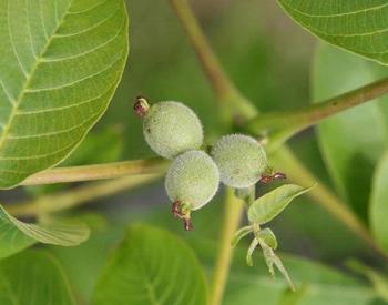 3 walnuts unripe on tree