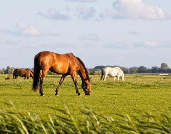 Horses grazing in a pasture.