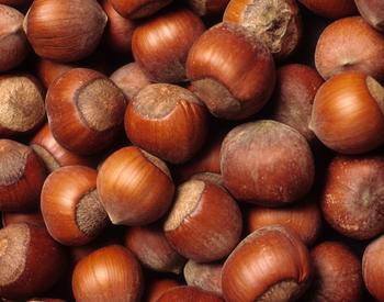 bin of hazelnuts in shell