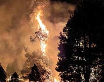 Fire consuming pine trees at night