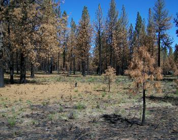 burned area, scorched trees