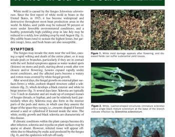 Image of Management of White Mold of Beans publication
