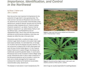 Image of Rhizoctonia on Sugar Beet: Importance, Identification, and Control in the Northwest publication