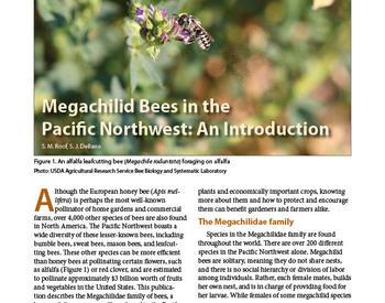 Cover image of "Megachilid Bees in the Pacific Northwest: An Introduction" publication