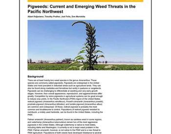Cover image of "EPigweeds: Current and Emerging Weed Threats in the Pacific Northwest" publication