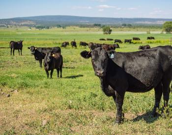 Angus cross heifers stand in a summer pasture in Klamath County.
