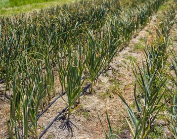 rows of onions with thin lines of drip irrirgation