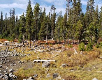 An image of trees and dead tree trunks on the ground in the Deschutes National Forest by Elk Lake.