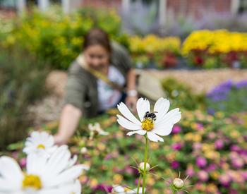 A bee on a cosmos flower; gardener examines blossoms in the background