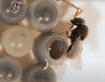 black samurai wasp emerges from insect egg
