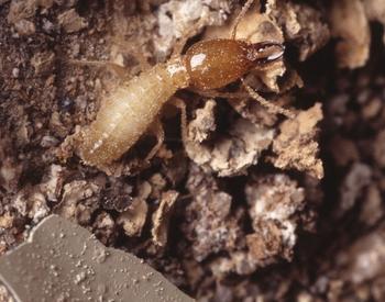 A subterranean termite in soil.