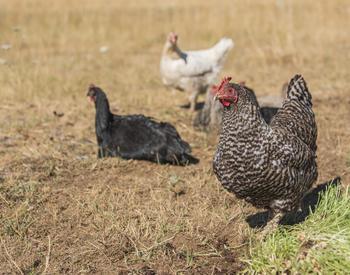 A flock of free-range laying hens graze on forage, food waste, and insects at Twisted Wood Ranch.