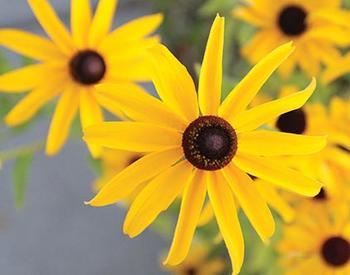 yellow daisy-like flowers with dark brown centers
