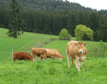 Five brown cows stand in pasture
