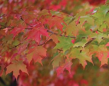 orange, yellow and green fall maple leaves