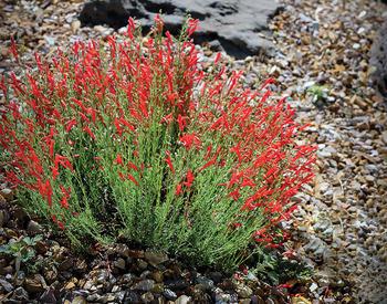 tubular red flowers on green foliage in rocky landscape