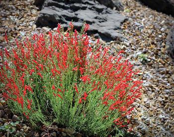 Small plant with tubular bright red flowers on short green stems sits in bed of gravel and rock