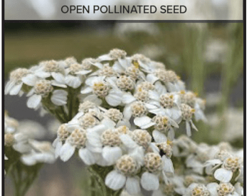 Western Yarrow Achillea millefolium var. occidentalis open pollinated seed