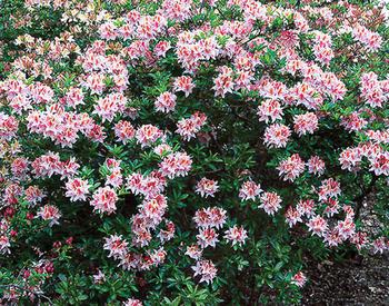 bush with bright pink flower clusters edged in white