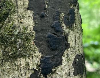 Sooty bark disease on tree trunk