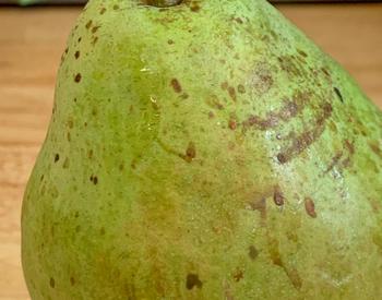 green pear with many brown markings on skin