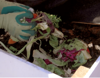gloved hands loading food scraps into compost bin