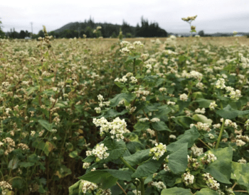 field of buckwheat featuring bunches of small white flowers