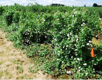 Bindweed grows along the ground until it contacts other plants or structures, and it spreads over anything in its path.